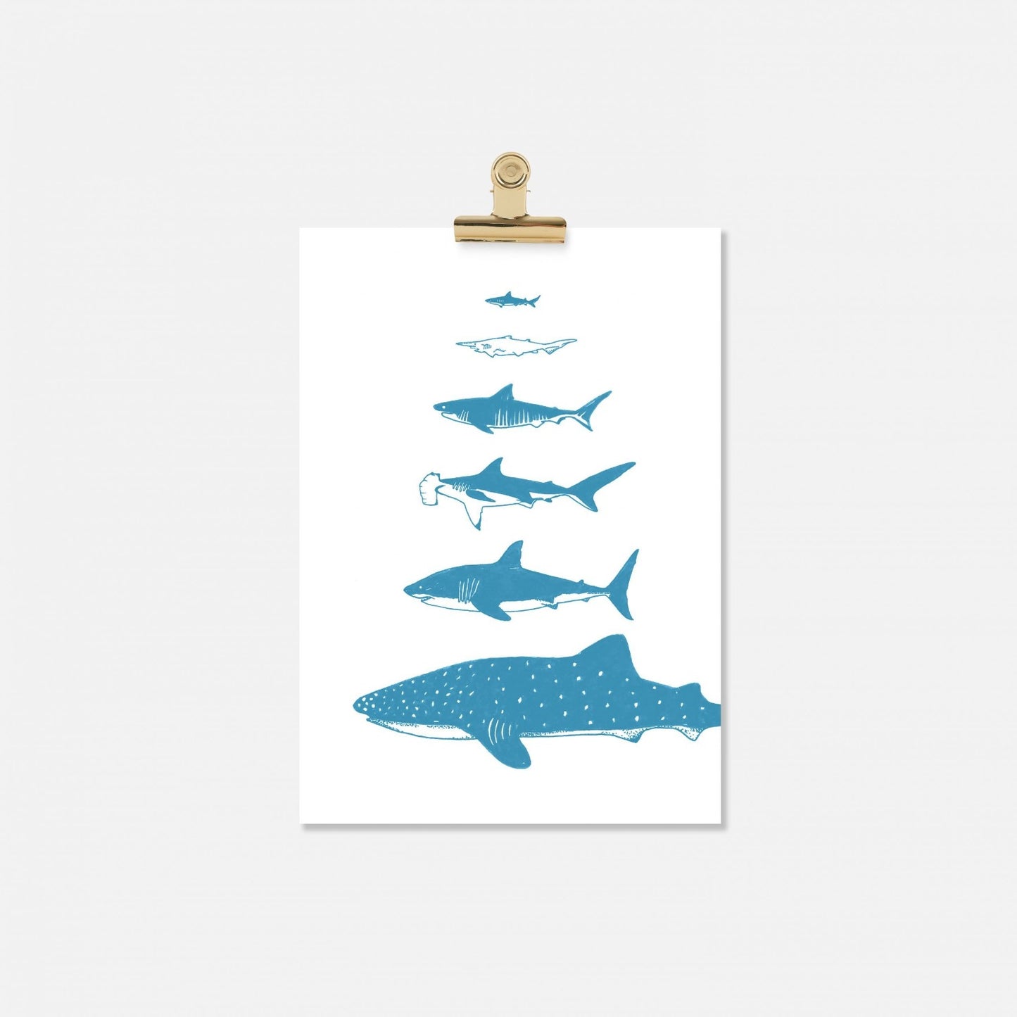bamber prints blue shark species print